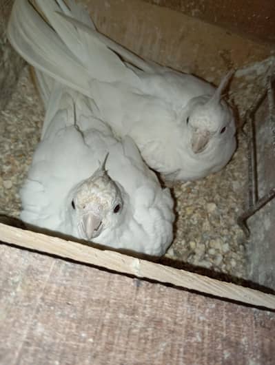 cockatiel breeders pair