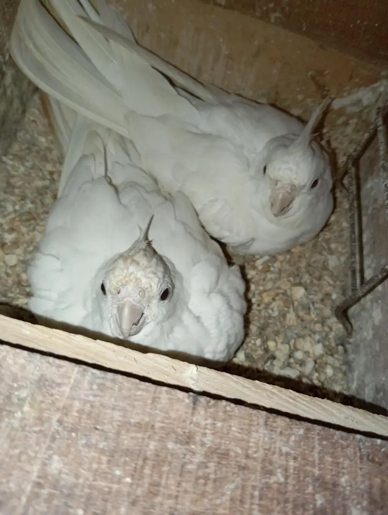 cockatiel breeders pair