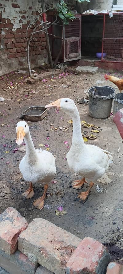 Duck for sale pair