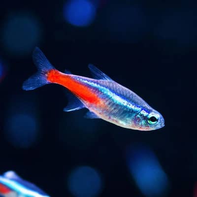 Neon Tetra Fish Healthy And Active Stock Live Plants Also Available