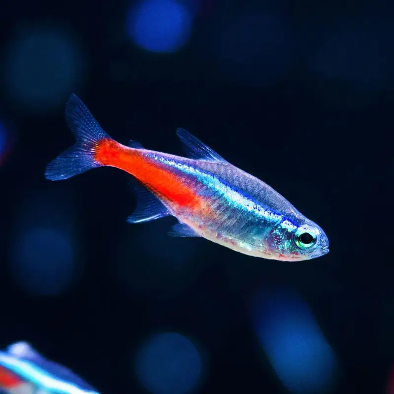 Neon Tetra Fish Healthy And Active Stock Live Plants Also Available