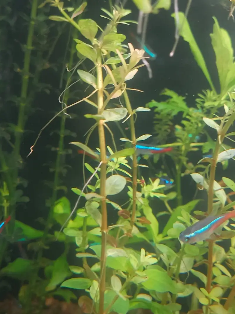 Neon Tetra Fish Healthy And Active Stock Live Plants Also Available — photo 3
