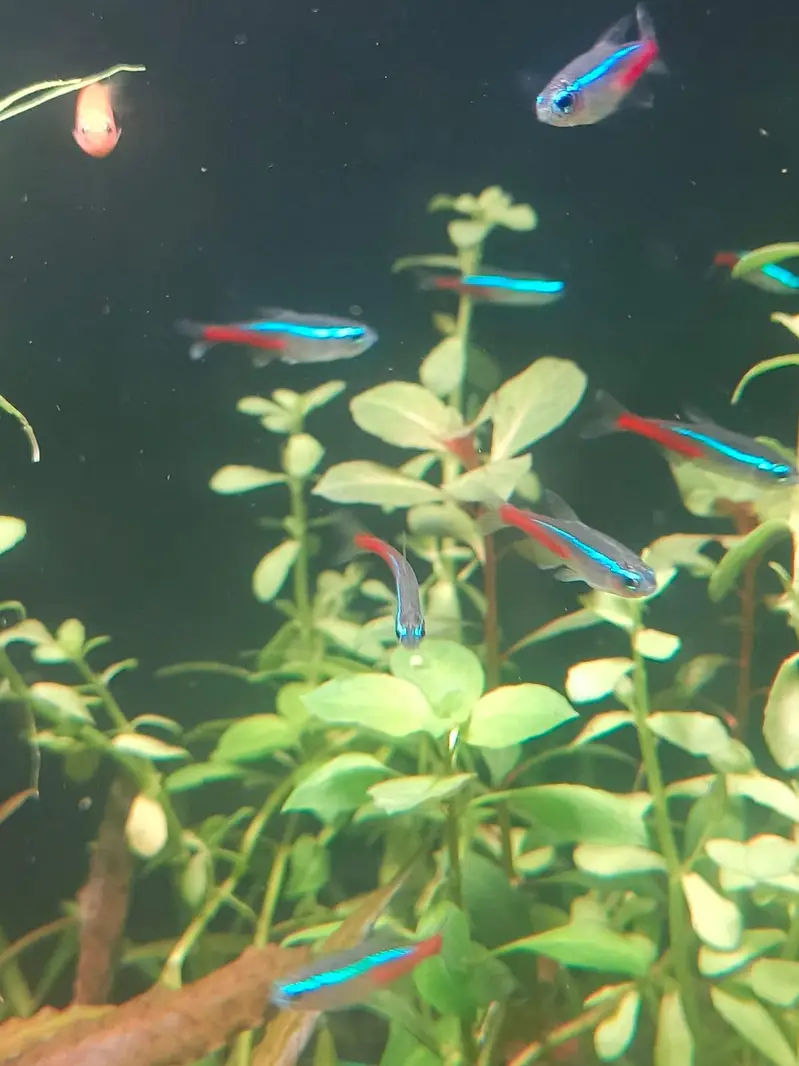 Neon Tetra Fish Healthy And Active Stock Live Plants Also Available — photo 4