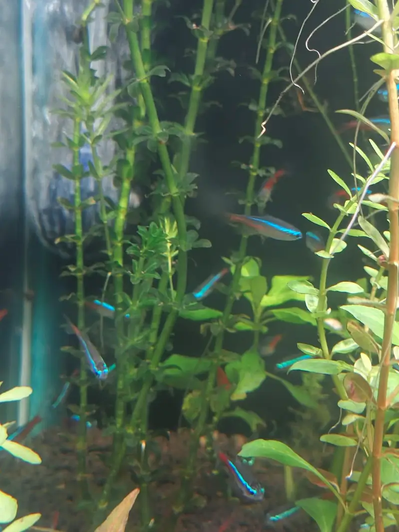 Neon Tetra Fish Healthy And Active Stock Live Plants Also Available — photo 5