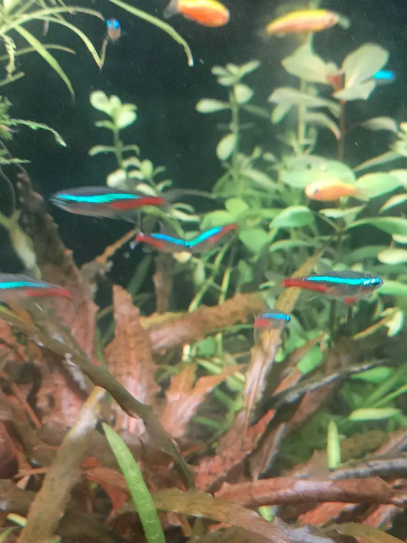 Neon Tetra Fish Healthy And Active Stock Live Plants Also Available — photo 6