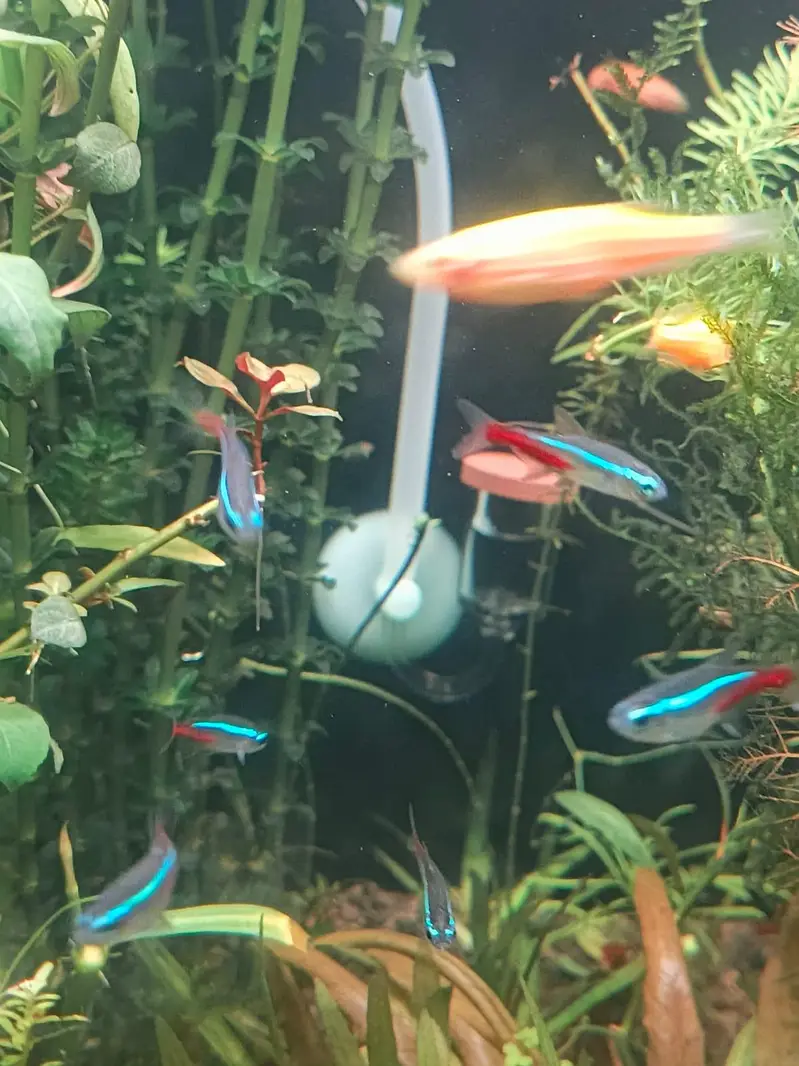Neon Tetra Fish Healthy And Active Stock Live Plants Also Available — photo 7