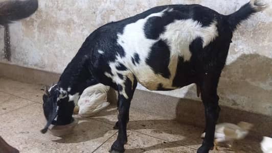 Desi Bakri