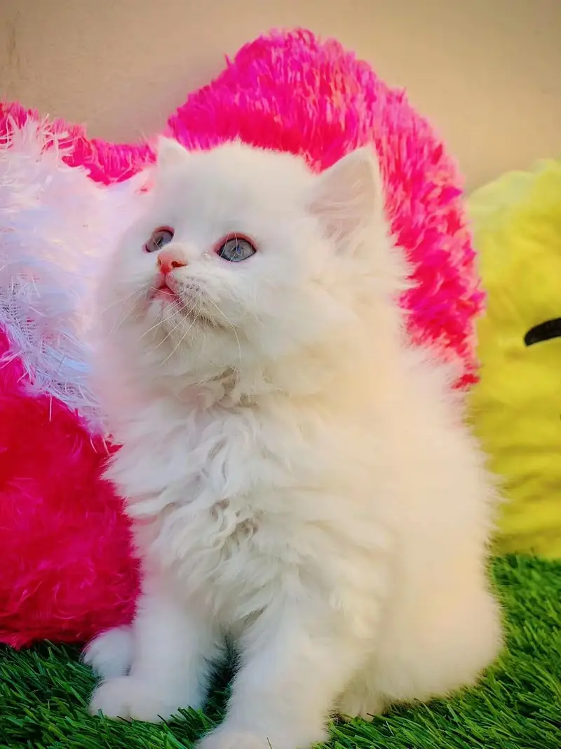 person cat for sale