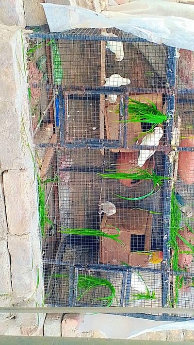 cage for breeding season available in enough  amounts