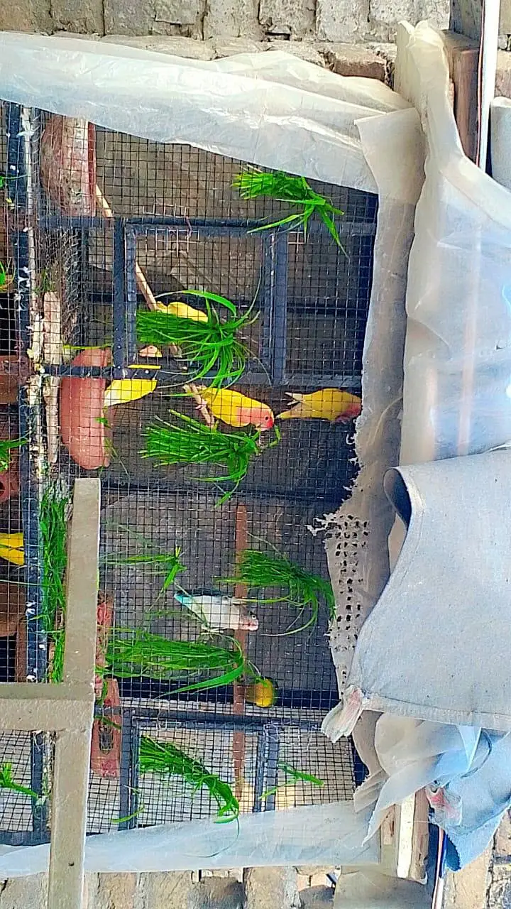cage for breeding season available in enough  amounts — photo 2