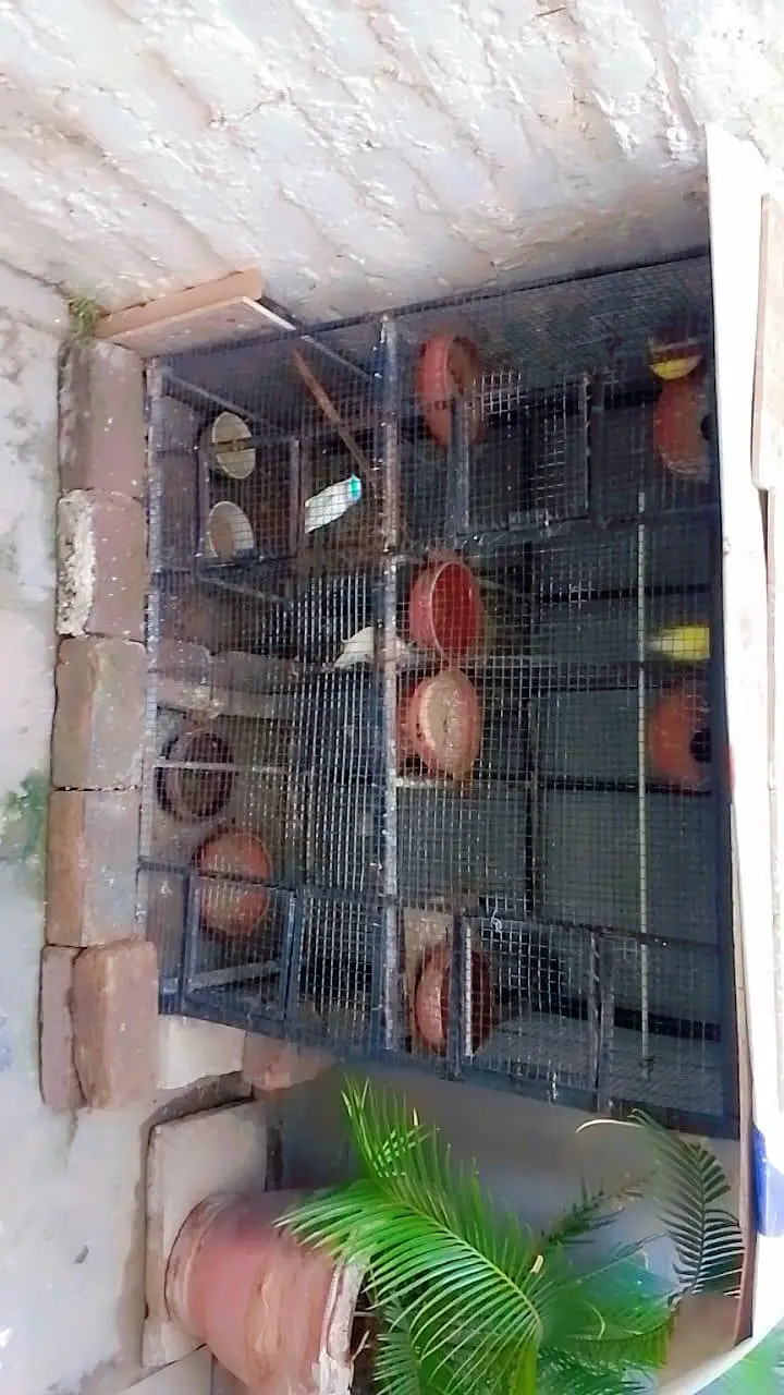 cage for breeding season available in enough  amounts — photo 3