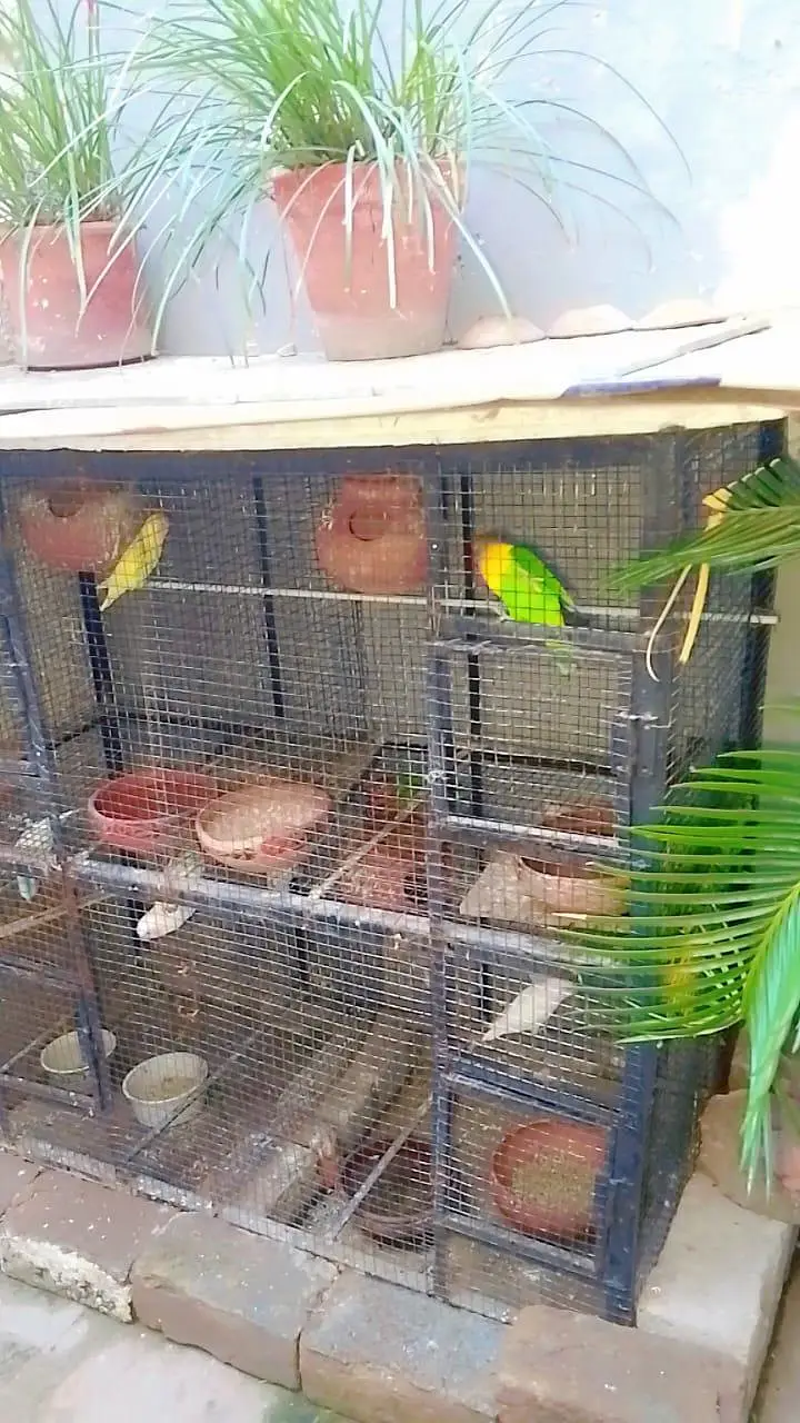 cage for breeding season available in enough  amounts — photo 4