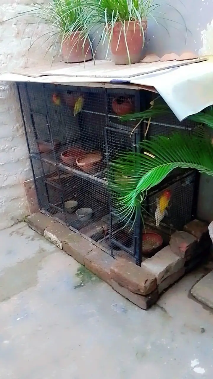 cage for breeding season available in enough  amounts — photo 5