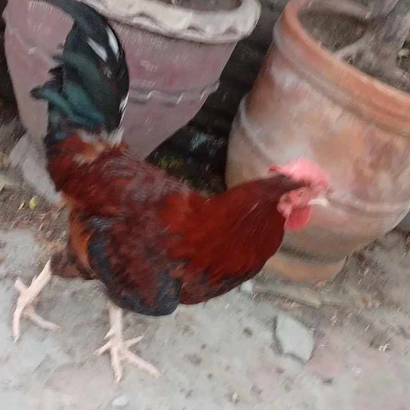 Dasi Murgha Ghr ka Chota Chuza ly k pala hai. Age 7 month hai. — photo 3