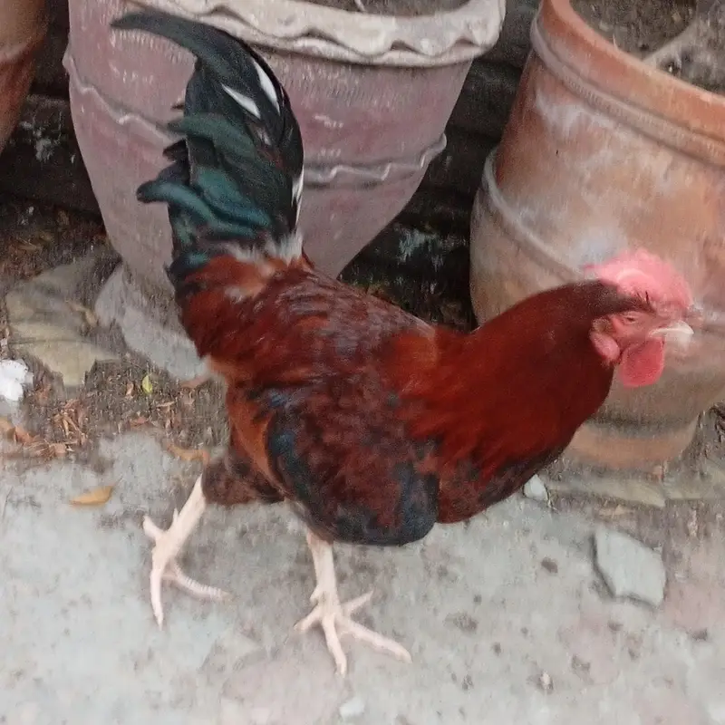 Dasi Murgha Ghr ka Chota Chuza ly k pala hai. Age 7 month hai. — photo 4