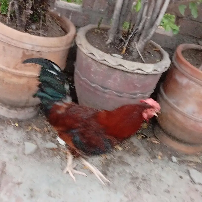 Dasi Murgha Ghr ka Chota Chuza ly k pala hai. Age 7 month hai. — photo 6