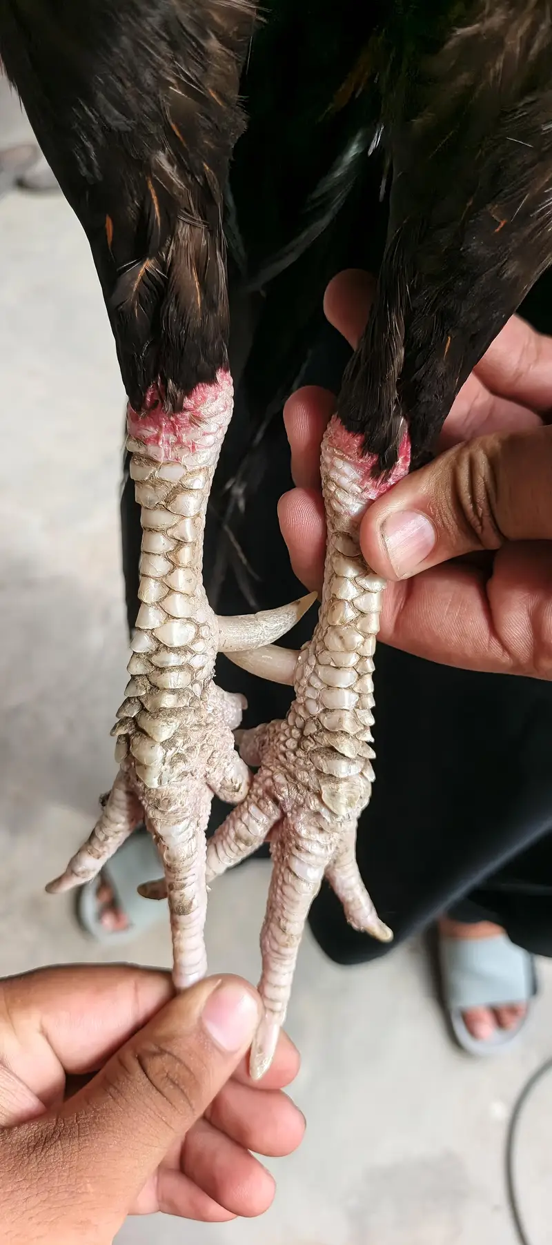 pure mianwali — photo 2