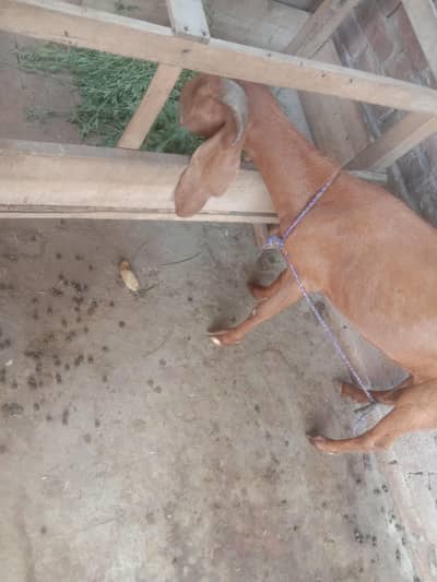 goat/bakri/dogli/pregnant