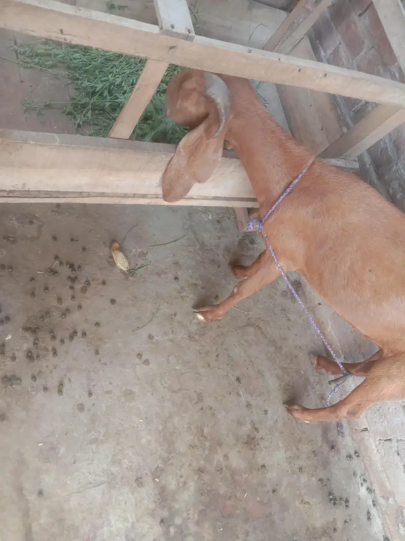 goat/bakri/dogli/pregnant