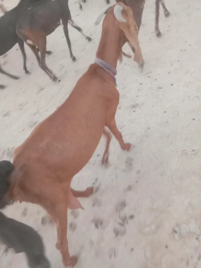 goat/bakri/dogli/pregnant — photo 4