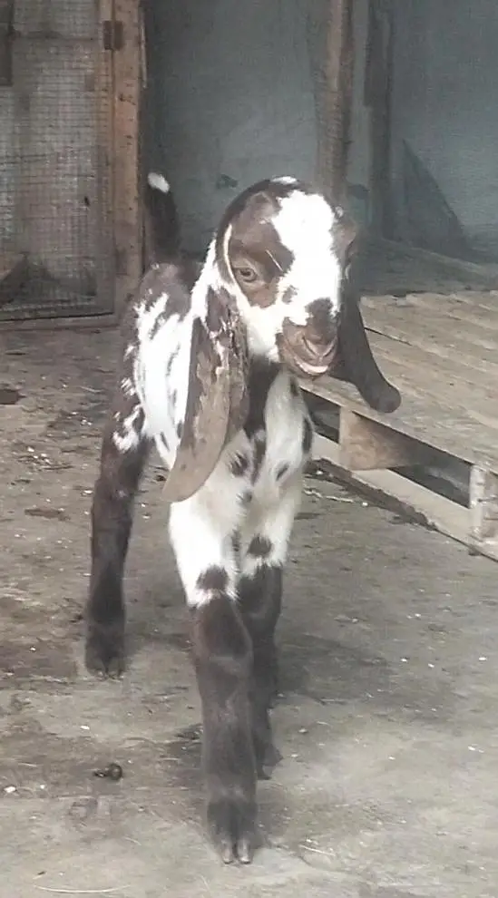 Tapra bakri 2 bachon k sth
