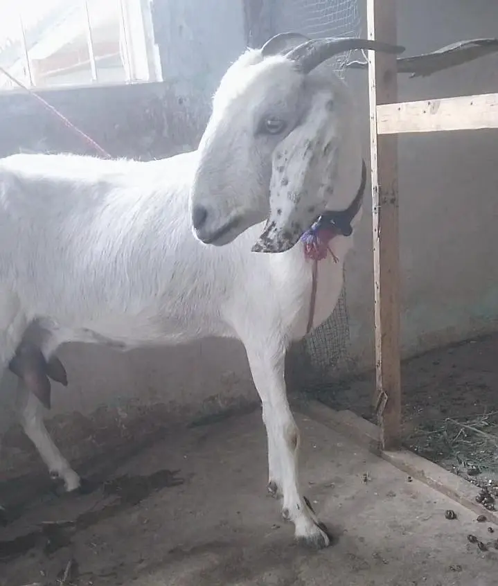 Tapra bakri 2 bachon k sth — photo 2