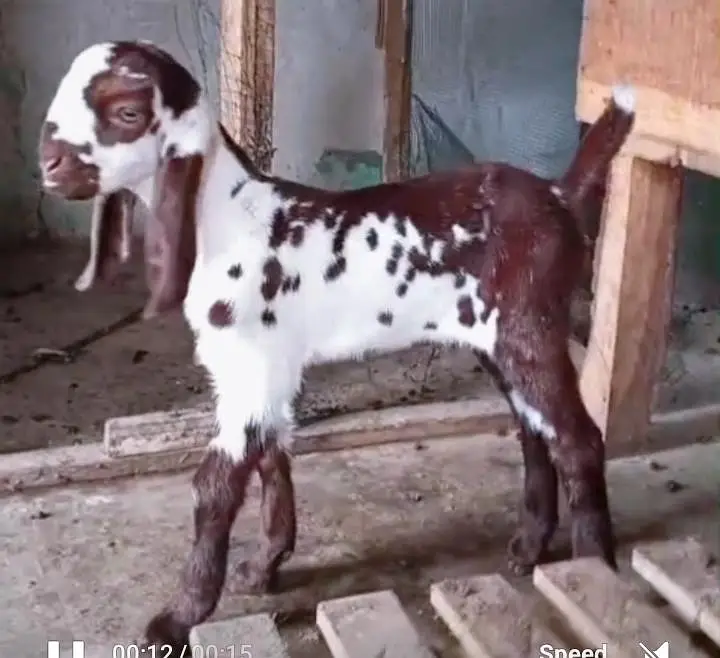 Tapra bakri 2 bachon k sth — photo 3