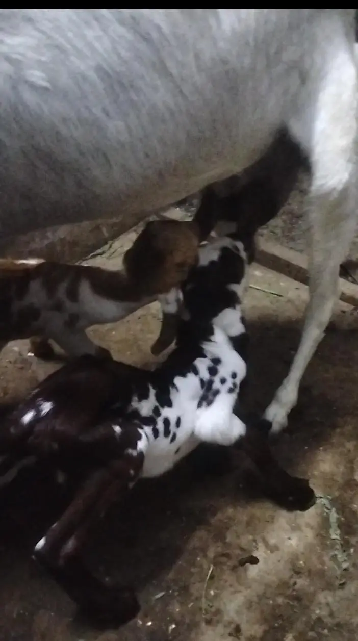 Tapra bakri 2 bachon k sth — photo 4