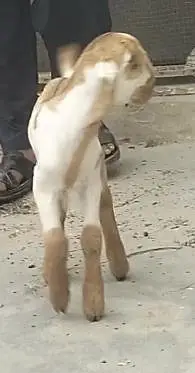 Tapra bakri 2 bachon k sth — photo 5