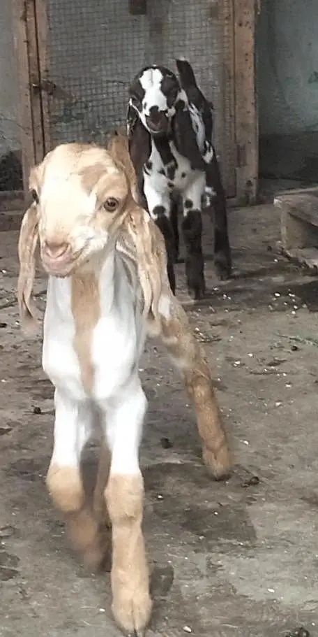 Tapra bakri 2 bachon k sth — photo 6