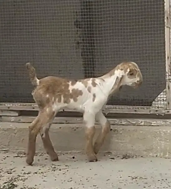 Tapra bakri 2 bachon k sth — photo 7