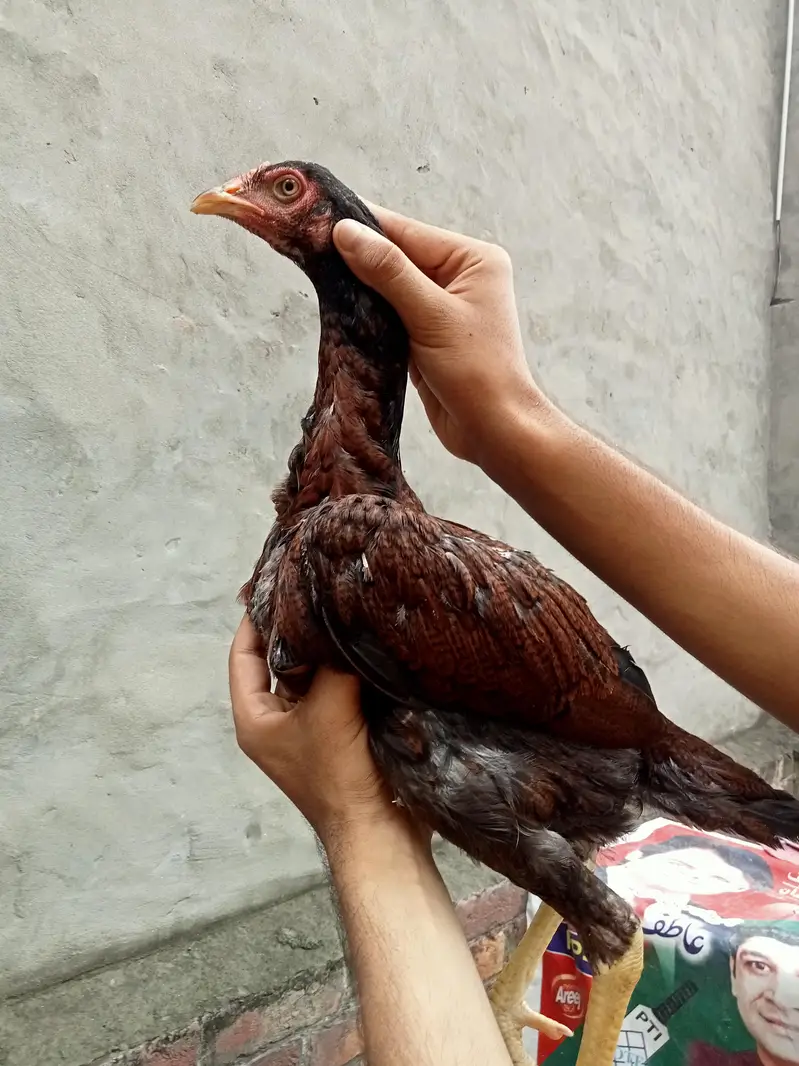 Thai pathi 03368772918 — photo 2
