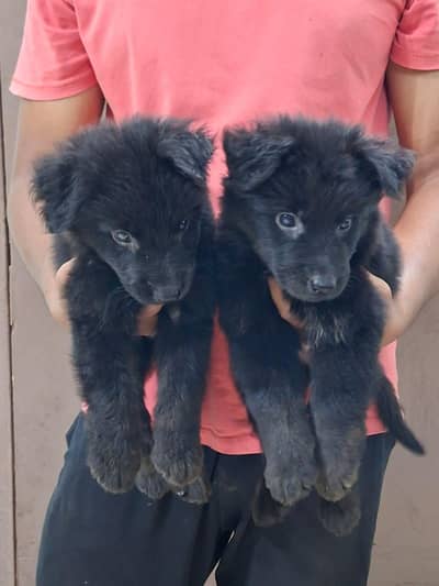 German Shepherd Black