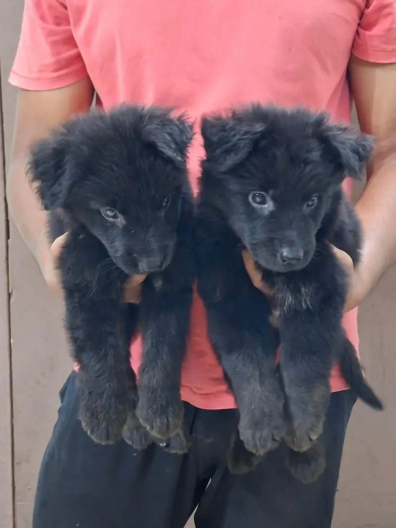 German Shepherd Black