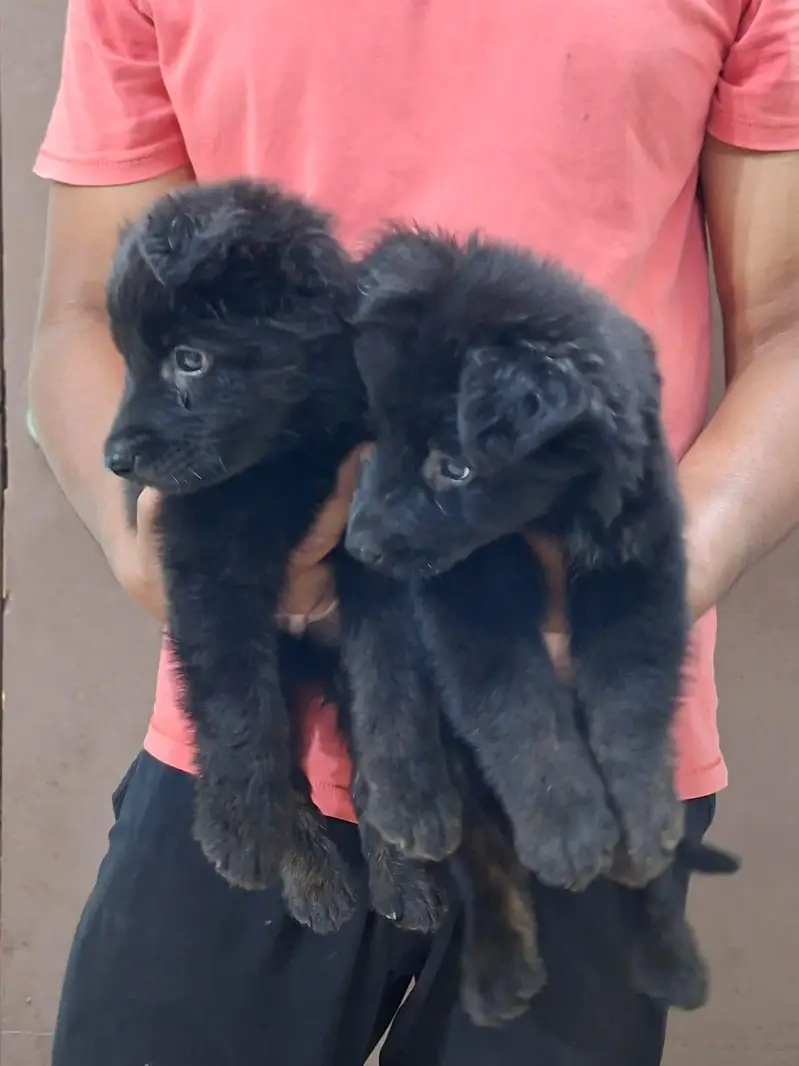 German Shepherd Black — photo 2