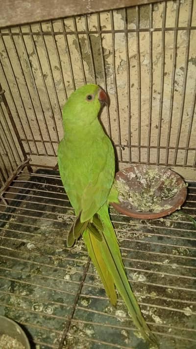 Ringneck parrot pair