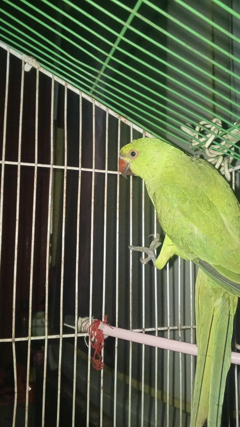 Ringneck parrot pair — photo 2