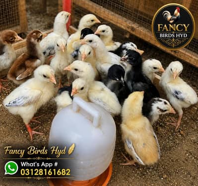 Quality Aseel Chicks