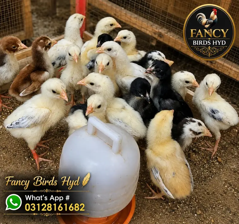 Quality Aseel Chicks
