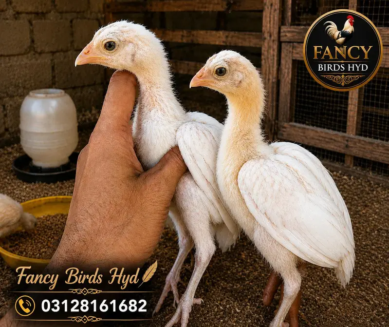 Quality Aseel Chicks — photo 2