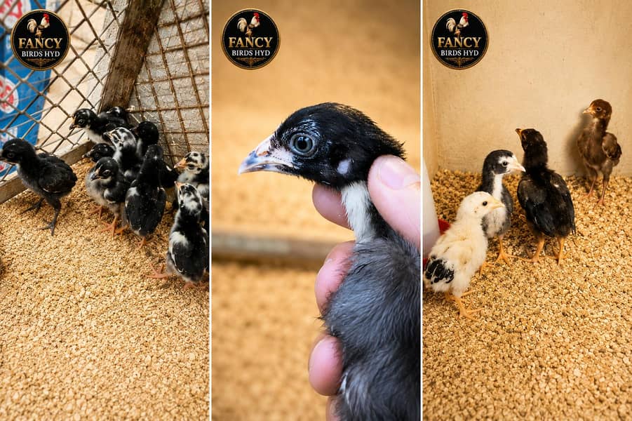 Quality Aseel Chicks 2