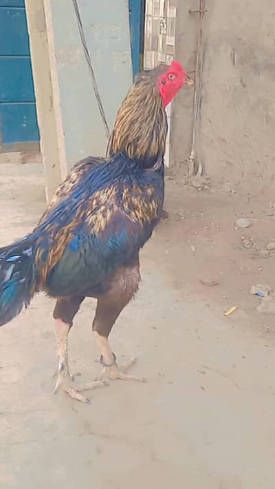 Umar pur aseel