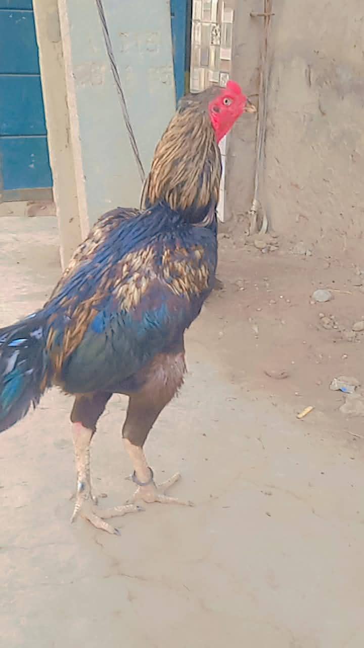 Umar pur aseel 0