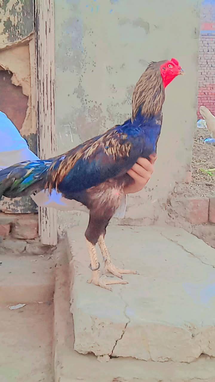 Umar pur aseel 2