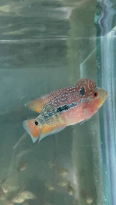 Flowerhorn Pair