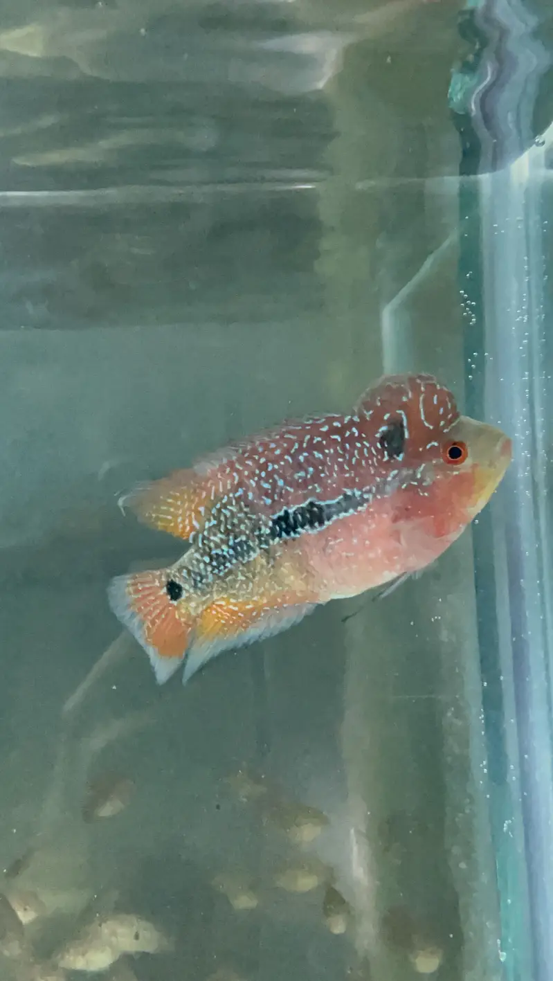 Flowerhorn Pair