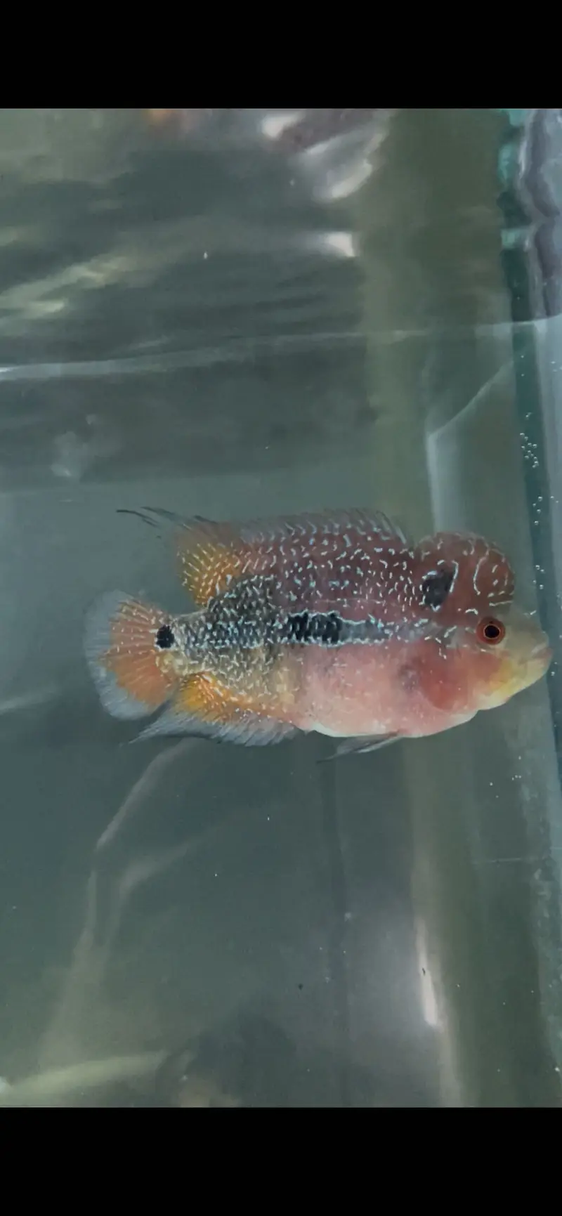 Flowerhorn Pair — photo 2