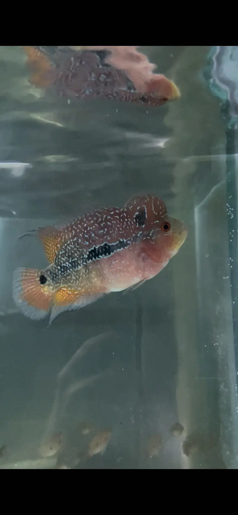 Flowerhorn Pair — photo 3
