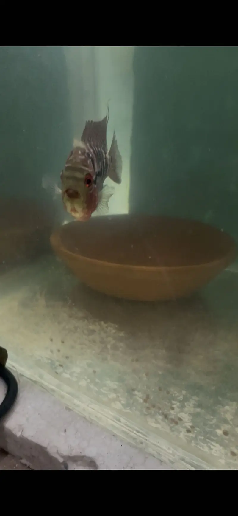 Flowerhorn Pair — photo 4