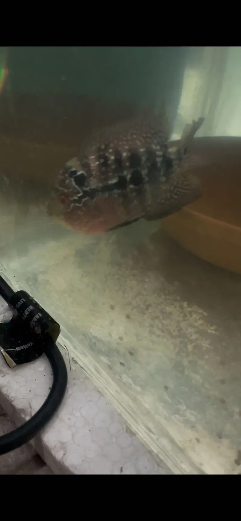 Flowerhorn Pair — photo 5